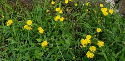Kleinkoepfiger Pippau (Crepis capillaris)