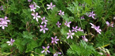 Gewoehnlicher Reiherschnabel (Erodium cicutarium agg.)