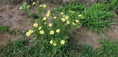 Hohes Fingerkraut (Potentilla recta agg.)