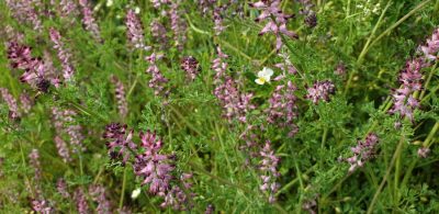 Gewoehnlicher Erdrauch (Fumaria officinalis)