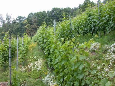 Blick in die Zeilen im Juni