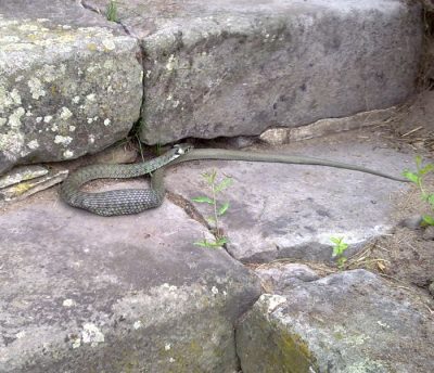 Ringelnatter und Maus