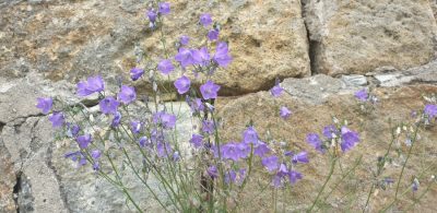 Rundblaettrige Glockenblume (Campanula rotundifolia agg.)