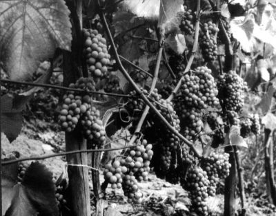 erste und grosse Ernte 1989