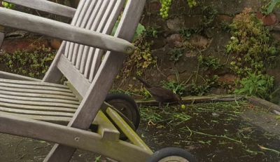 Amsel mit Beere