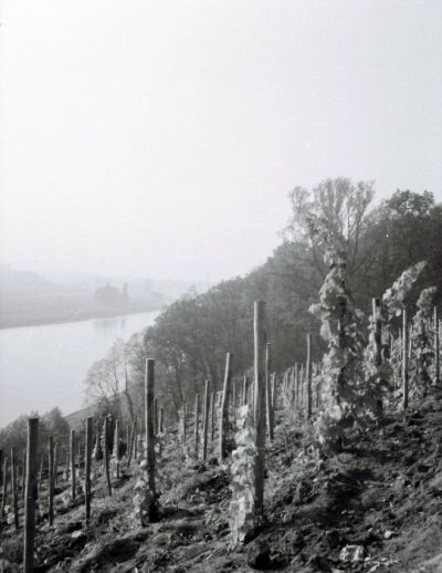 Triebe am Lingnerschloss