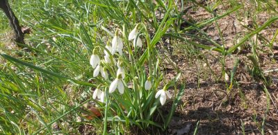 Kleines Schneegloeckchen (Galanthus nivalis)