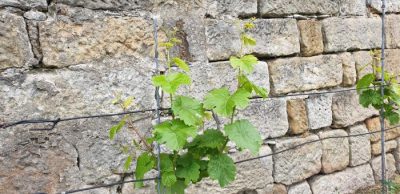 Riesling am 16. Mai