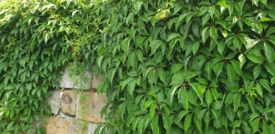 Selbstkletternde Jungfernrebe (Parthenocissus quinquefolia agg.)