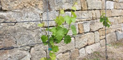 Riesling am 8.Mai