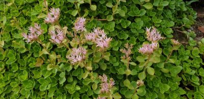 Kaukasus-Asienfetthenne (Phedimus spurius)