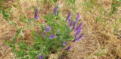 Zottige Wicke (Vicia villosa)