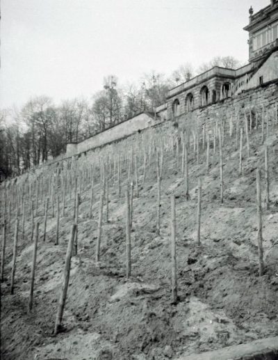 Warten auf den Austrieb