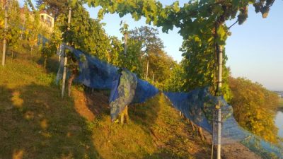 gegen Schnaebel, Insekten und Langfinger