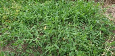 Acker-Vogelknoeterich (Polygonum aviculare agg.)