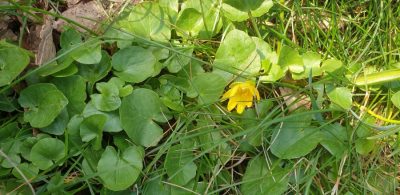 Knoellchen-Scharbockskraut (Ficaria verna)