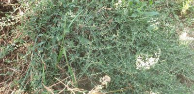Vogelknoeterich (Polygonum aviculare)