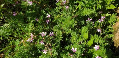 Gewoehnlicher Reiherschnabel (Erodium cicutarium agg.)