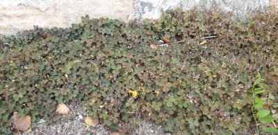Hornfruechtiger Sauerklee (Oxalis corniculata)