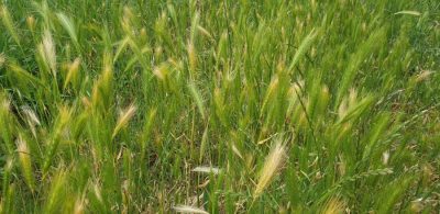 Maeuse-Gerste (Hordeum murinum)