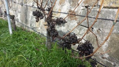 Ernte 2014 im Februar