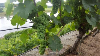 Riesling Ende Juli