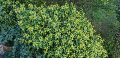 Gewoehnlicher Efeu (Hedera helix) blueht