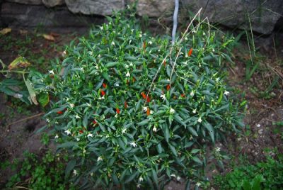 Chili