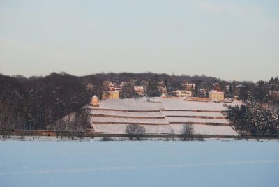 Dinglinger Weinberg
