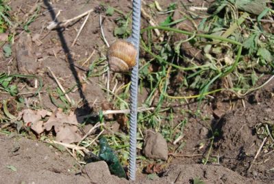 Weinbergsschnecke