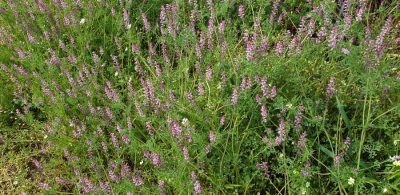 Gewoehnlicher Erdrauch (Fumaria officinalis)