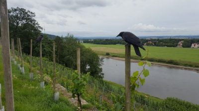Kraehen bewachen den Weinberg
