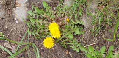 Loewenzahn ((Taraxacum agg.)