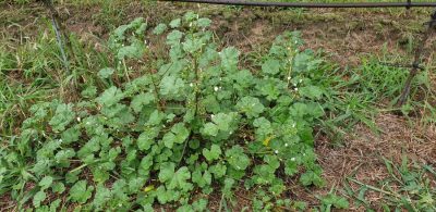 Weg-Malve (Malva neglecta)