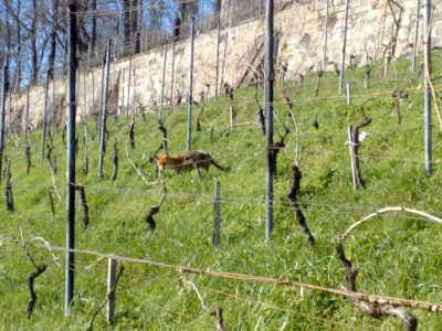 Besuch vom Fuchs