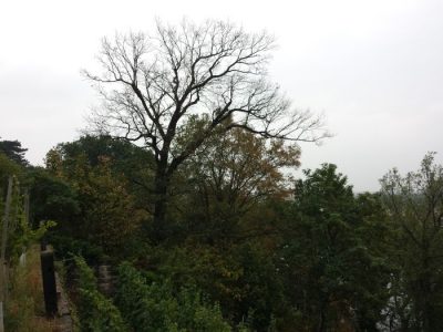 Eiche wirft am 13. August alle Blätter ab