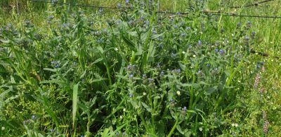 Acker-Krummhals (Anchusa arvensis)