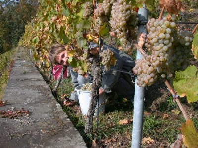 Riesling Lese