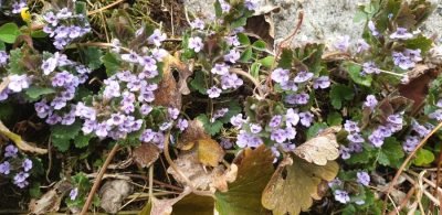 Gewoehnlicher Gundermann (Glechoma hederacea)