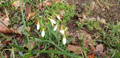 Schneegloeckchen (Galanthus)