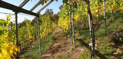 Lese beendet und herbstlich
