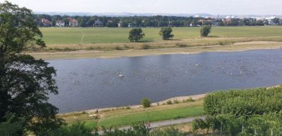 Elbeschwimmen am 4. August
