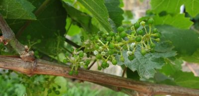 Peronospora am 21. Juni