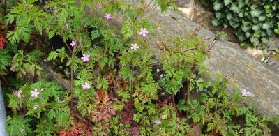 Ruprechtskraut (Geranium robertianum), auch Stinkstorchschnabel