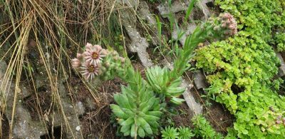 Gewoehnliche Hauswurz (Sempervivum tectorum)