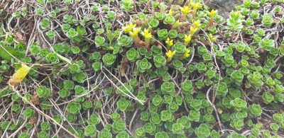 Kaukasus-Asienfetthenne (Phedimus spurius)
