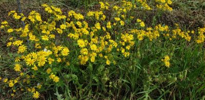 Fruehlings-Greiskraut (Senecio vernalis)