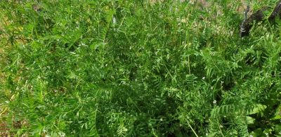 Rauhaarige Wicke (Vicia hirsuta)