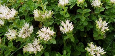 Kaukasus-Asienfetthenne (Phedimus spurius)