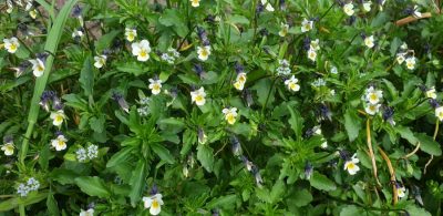 Acker-Stiefmuetterchen (Viola arvensis)